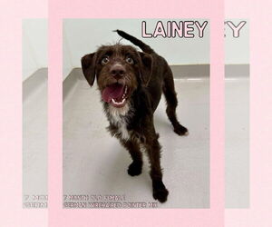 German Wirehaired Pointer-Unknown Mix Dogs for adoption in Columbus, IN, USA