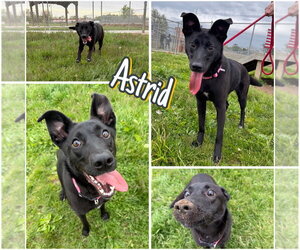 Mutt Dogs for adoption in Pierceton , IN, USA