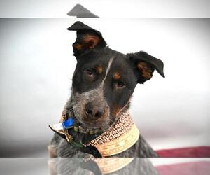 Mutt Dogs for adoption in Fort Collins, CO, USA