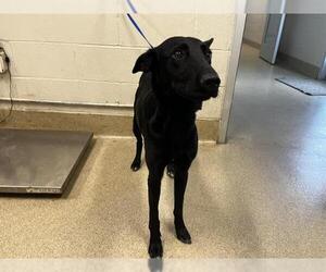 German Shepherd Dog-Unknown Mix Dogs for adoption in Grand Prairie, TX, USA