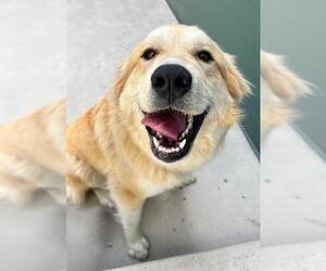 Golden Pyrenees Dogs for adoption in Waterford, VA, USA