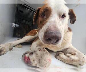 Staffordshire Bull Terrier-Unknown Mix Dogs for adoption in Houston, TX, USA