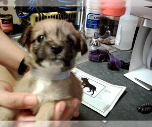 Mutt Dogs for adoption in Martinez, CA, USA