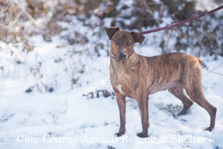 Mountain Cur Dogs for adoption in Flora, IL, USA