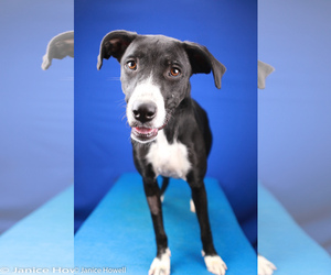 Great Dane-Unknown Mix Dogs for adoption in Tupelo, MS, USA
