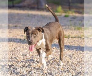 American Pit Bull Terrier Dogs for adoption in Waco, TX, USA