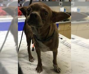 Chihuahua-Unknown Mix Dogs for adoption in Riverside, CA, USA