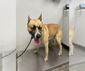 Gerberian Shepsky Dogs for adoption in Rosenberg, TX, USA