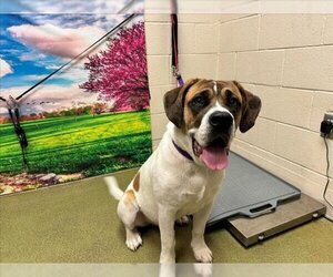 Saint Bernard-Unknown Mix Dogs for adoption in Moreno Valley, CA, USA