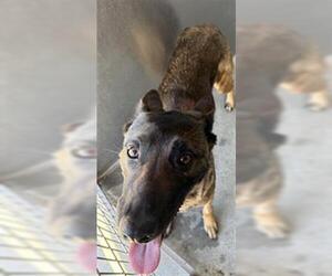 Mutt Dogs for adoption in Downey, CA, USA