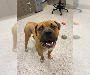 American Pit Bull Terrier Dogs for adoption in Brighton, CO, USA