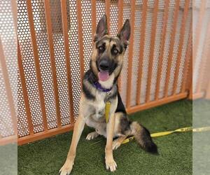 German Shepherd Dog-Unknown Mix Dogs for adoption in Las Vegas, NV, USA