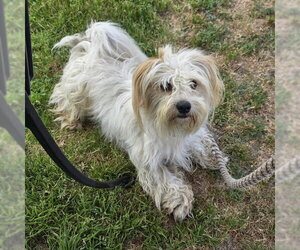 Maltese Dogs for adoption in Long Beach, CA, USA