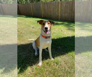 Black and Tan Coonhound-Labrador Retriever-Great Pyrenees Mix Dogs for adoption in Longview, TX, USA