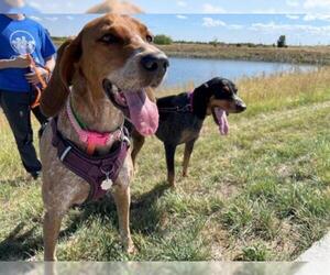English Coonhound Dogs for adoption in Brighton, CO, USA