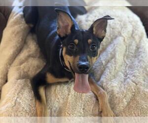 Mutt Dogs for adoption in Martinez, CA, USA