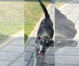 Mutt Dogs for adoption in NYC, NY, USA