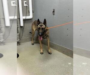 German Shepherd Dog-Unknown Mix Dogs for adoption in Las Vegas, NV, USA