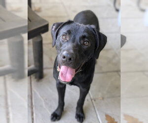 Labrador Retriever Dogs for adoption in Boston, MA, USA