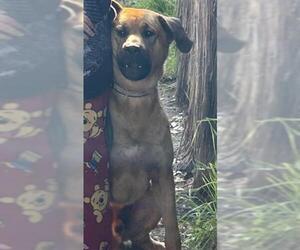 German Shepherd Dog Dogs for adoption in Martinez, CA, USA