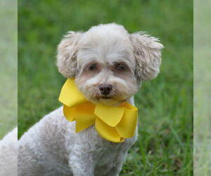 Poodle (Miniature)-Unknown Mix Dogs for adoption in Gretna, NE, USA