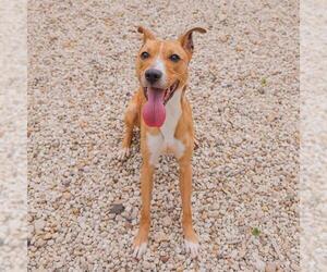 Mutt Dogs for adoption in Waco, TX, USA