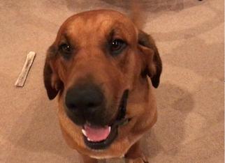 Redbone Coonhound Dogs for adoption in Denison, TX, USA