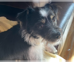 Mutt Dogs for adoption in Brooklyn Center, MN, USA