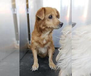 Mutt Dogs for adoption in San Antonio, TX, USA