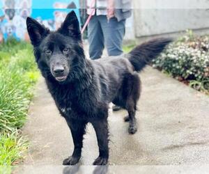 Mutt Dogs for adoption in Santa Rosa, CA, USA