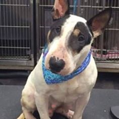 Bull Terrier Dogs for adoption in Wyoming, MI, USA