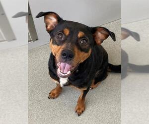 Labrador Retriever-Unknown Mix Dogs for adoption in Fayetteville, NC, USA