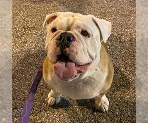 Bulldog Dogs for adoption in Rockville, MD, USA