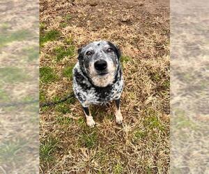 Mutt Dogs for adoption in Modesto, CA, USA