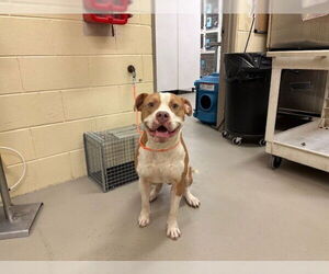 American Pit Bull Terrier Dogs for adoption in Sanford, FL, USA