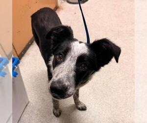 Mutt Dogs for adoption in Alameda, CA, USA