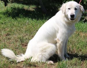 Great Pyrenees Dogs for adoption in Lytle, TX, USA