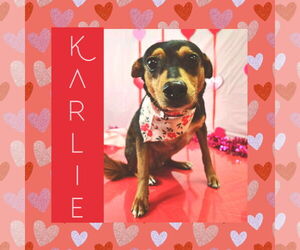 Miniature Pinscher-Unknown Mix Dogs for adoption in Littleton, CO, USA