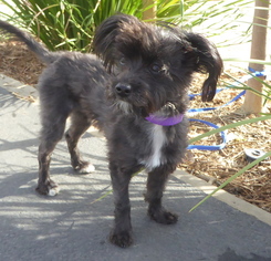 Poodle (Miniature)-Unknown Mix Dogs for adoption in Los Angeles, CA, USA