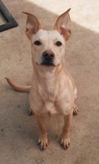 Dorgi Dogs for adoption in Arlington, VA, USA