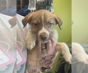 Labsky Dogs for adoption in SHERBURNE, NY, USA