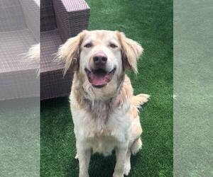 Chesapeake Bay Retriever-Golden Retriever Mix Dogs for adoption in Poquoson, VA, USA