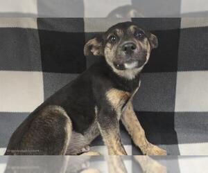German Shepherd Dog-Unknown Mix Dogs for adoption in HESPERIA, CA, USA