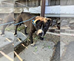 American Pit Bull Terrier Dogs for adoption in Stockton, CA, USA