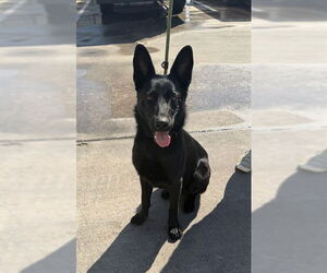German Shepherd Dog-Unknown Mix Dogs for adoption in Pasadena, TX, USA