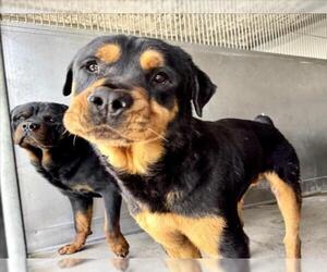 Rottweiler Dogs for adoption in San Bernardino, CA, USA
