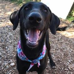 Greyhound Dogs for adoption in Austin, TX, USA