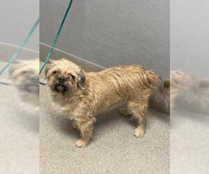 Mutt Dogs for adoption in Las Vegas, NV, USA