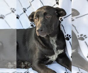 Labrador Retriever-Unknown Mix Dogs for adoption in Oakhurst, NJ, USA
