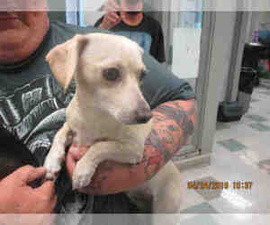 Chiweenie Dogs for adoption in Oklahoma City, OK, USA
